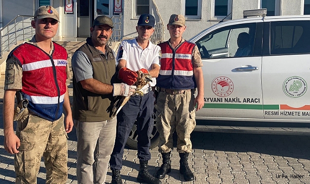 ŞANLIURFA'DA YARALI BULUNAN KIZIL ŞAHİN TEDAVİ ALTINA ALINDI