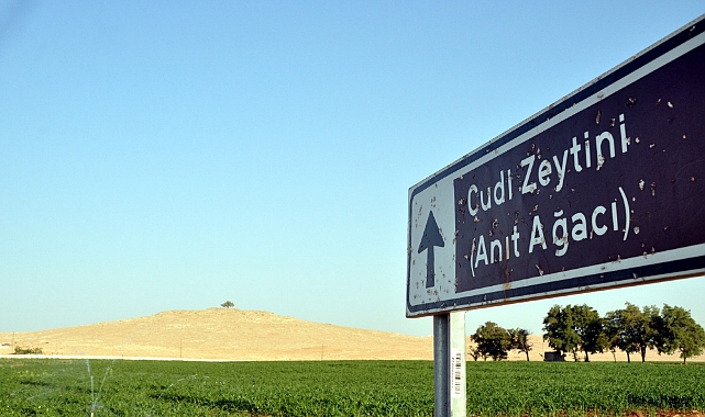 AĞAÇLARIN GÖBEKLİTEPESİ 2 BİN YILDIR ZAMANA MEYDAN OKUYOR