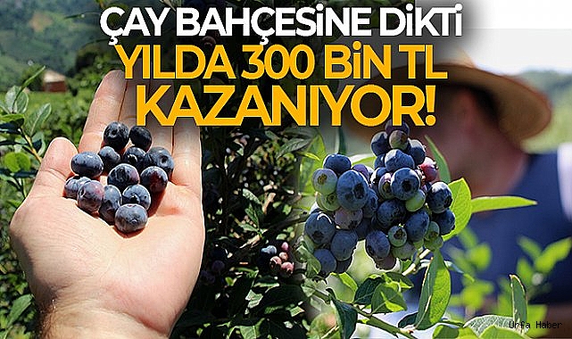 Çay bahçesine mavi yemiş dikti, yılda 300 bin TL kazanıyor