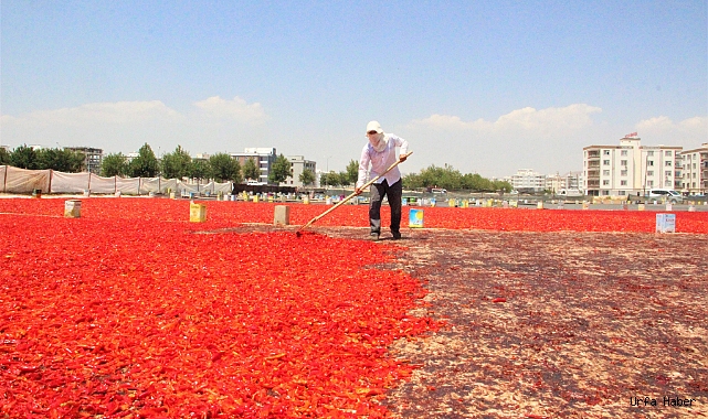 ŞANLIURFA'DA İSOTUN ACI SERÜVENİ BAŞLADI