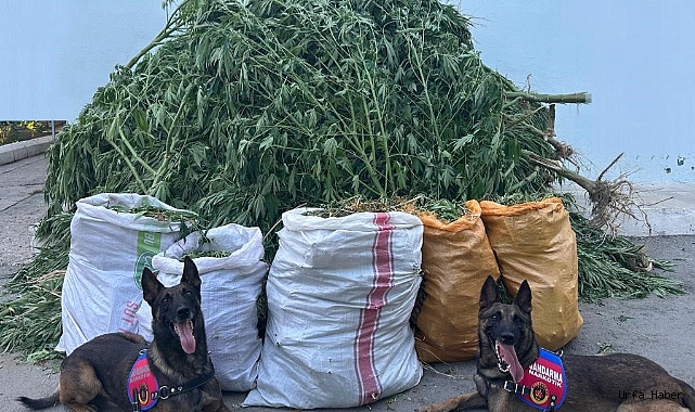 72 kilo kubar esrar ve 360 kök kenevir ele geçirildi
