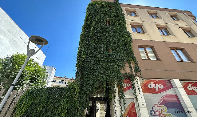 Apartmanı saran sarmaşıklar dikkat çekiyor