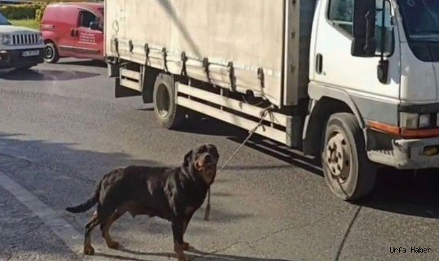 Bağcılar’da köpeği kamyonete iple bağlayan sürücüye para cezası
