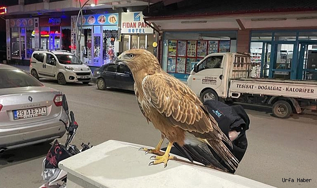 Bitkin halde bulunan şahin doğaya salındı