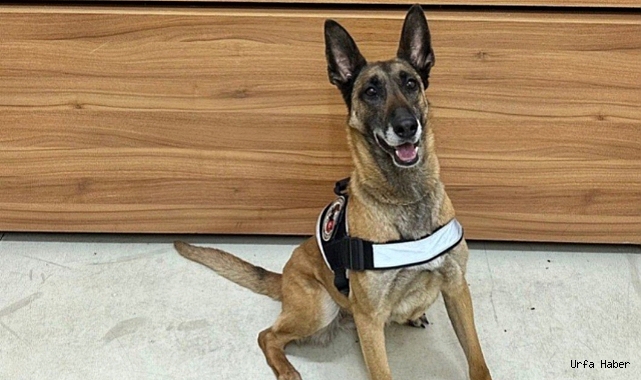 Eris uyuşturucu tacirlerinin korkulu rüyası oluyor