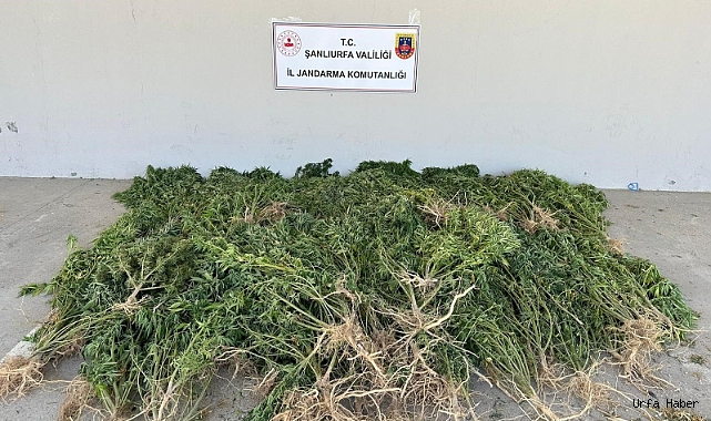 EVİNİN BAHÇESİNE KENEVİR EKEN KADIN GÖZALTINA ALINDI
