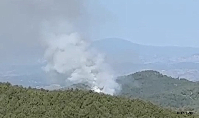Kütahya'da orman yangını