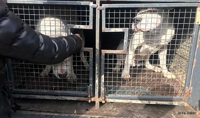Mersin'de 143 yasaklı ırk köpek bakımevine teslim edildi