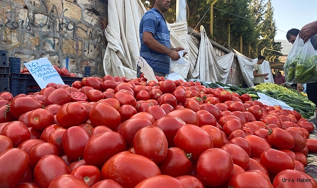 Salçalık domates ve biberler tezgahlarda