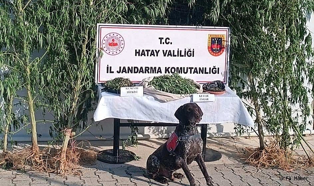Jandarma 4 kilo esrar, 105 kök Hint keneviri ele geçirdi