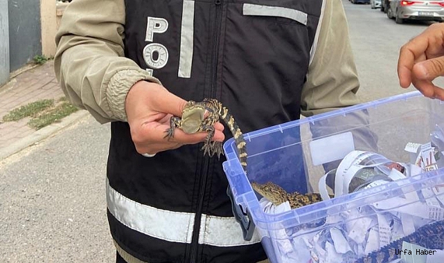 TİMSAH OPERASYONU