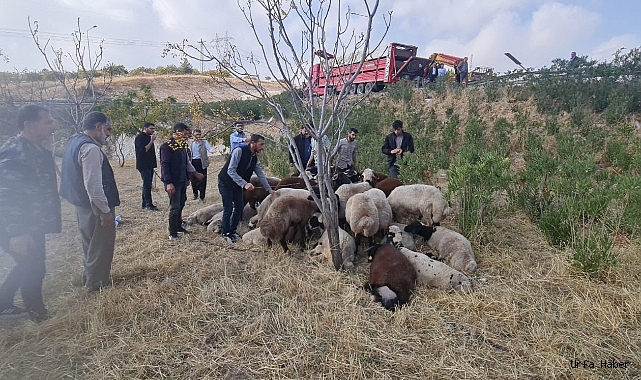 ŞANLIURFA'DA KOYUN YÜKLÜ TIR DEVRİLDİ