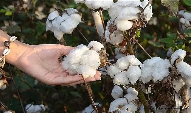 ŞANLIURFA'DA PAMUK, MISIR, BUĞDAY VE ARPANIN FİYATI BELLİ OLDU