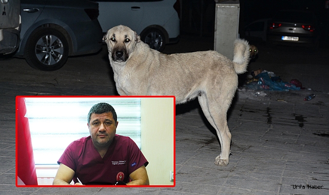 SOKAK HAYVANLARINA DİŞLERİNİZİ GÖSTERMEYİN