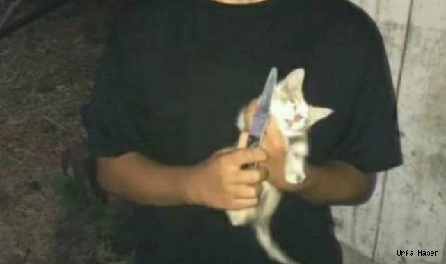 KEDİYE YAPILAN VAHŞET KANDONDURDU