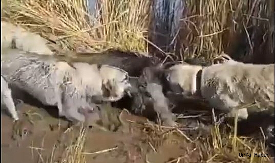 YABAN DOMUZUNU KÖPEKLERE PARÇALATTI!