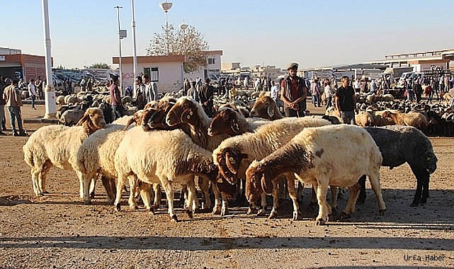 ŞANLIURFA CANLI HAYVAN BORSASI 2023 YILINDA ÜÇÜNCÜ SIRADA