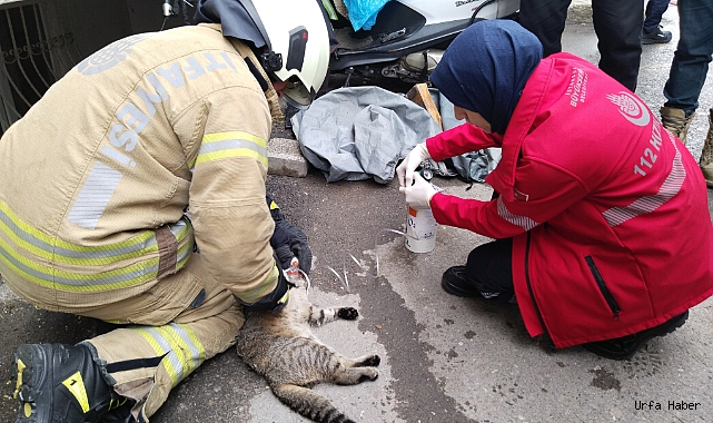 Dumandan etkilenen kedi kalp masajıyla kurtarıldı