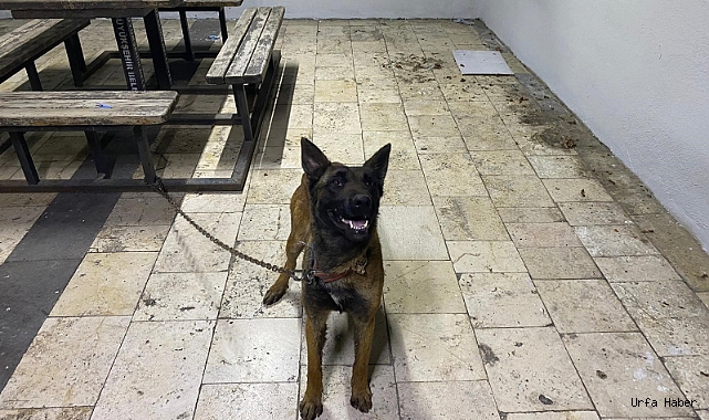 ŞANLIURFA'DA KURT KÖPEĞİNİ ÇALAN HIRSIZLAR YAKALANDI