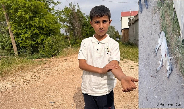 URFA'YA  İNEN KURT 2 ÇOCUĞA SALDIRDI