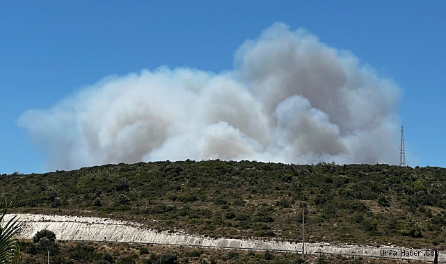 ÇEŞME'DEKİ ORMAN YANGININA HAVADAN VE KARADAN MÜDAHALE