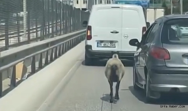 FİRAR EDEN KOYUN, TRAFİĞİ ALT ÜST ETTİ