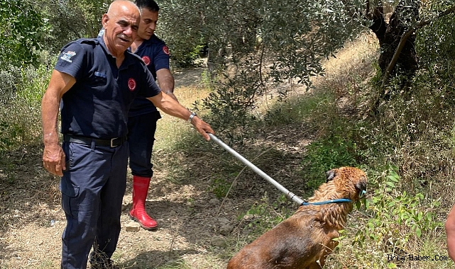 HAVUZDA MAHSUR KALAN KÖPEK KURTARILDI