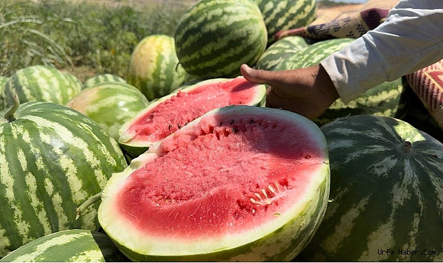 ŞANLIURFA'DA YERLİ KARPUZUN HASADINA BAŞLANDI