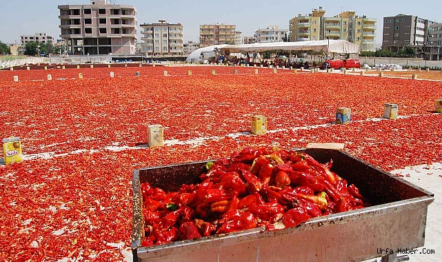 TARIM KENTİNDE 'ACI' MESAİ BAŞLADI