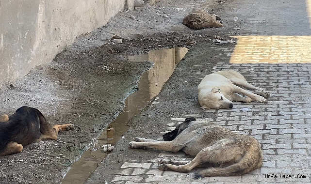 SOKAK KÖPEĞİNİN ÇOCUKLARA SALDIRISI KAMERAYA YANSIDI