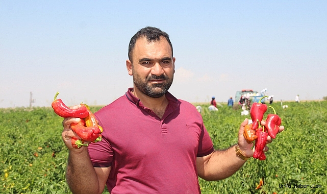 ŞANLIURFA’DA ACI BİBERİN HASADI SÜRÜYOR