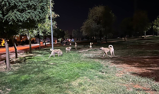 BAŞIBOŞ KÖPEKLER MESİRE ALANINI KULLANILAMAZ HALE GETİRDİ