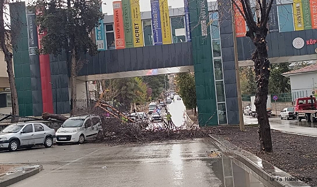 ŞANLIURFA'DA FIRTINADA AĞAÇ DEVRİLDİ, YOL KAPANDI