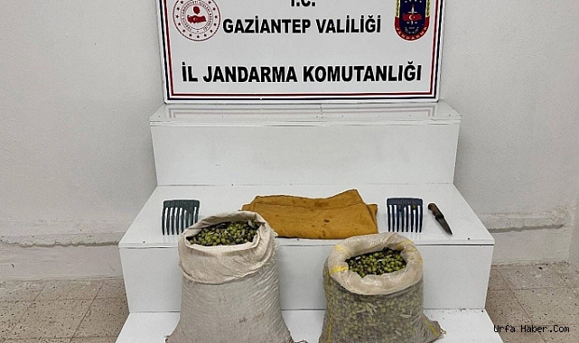 ZEYTİN BAHÇESİNDEN HIRSIZLIK YAPAN ŞAHIS YAKALANDI