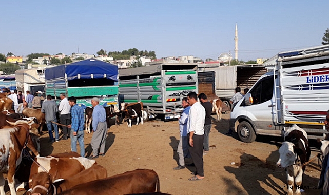 ŞANLIURFA'DA ŞAP HASTALIĞI TEDBİRLERİ ARTIRILDI