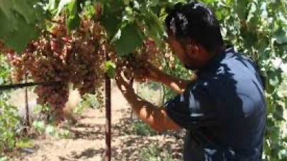 Siirt Üzümü Markalaşıyor