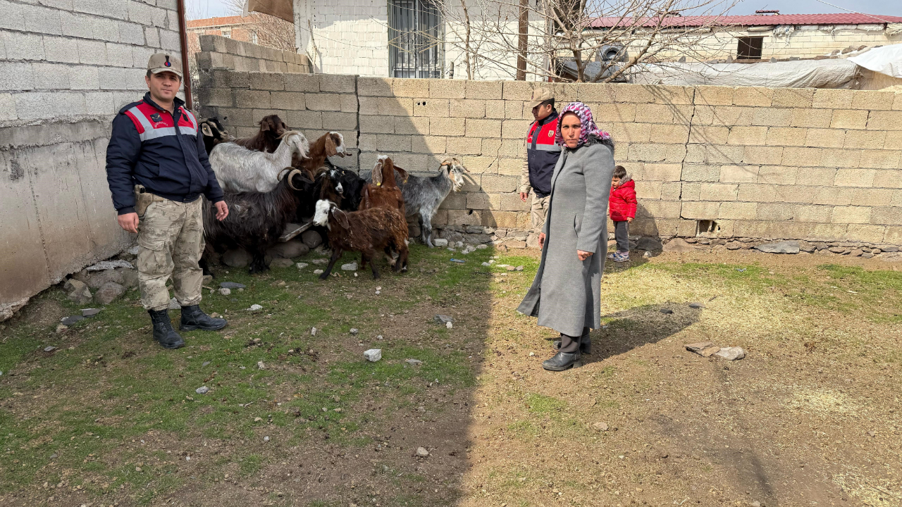Siverek'te Çalınan 51 Küçükbaş Hayvan Sahibine Teslim Edildi