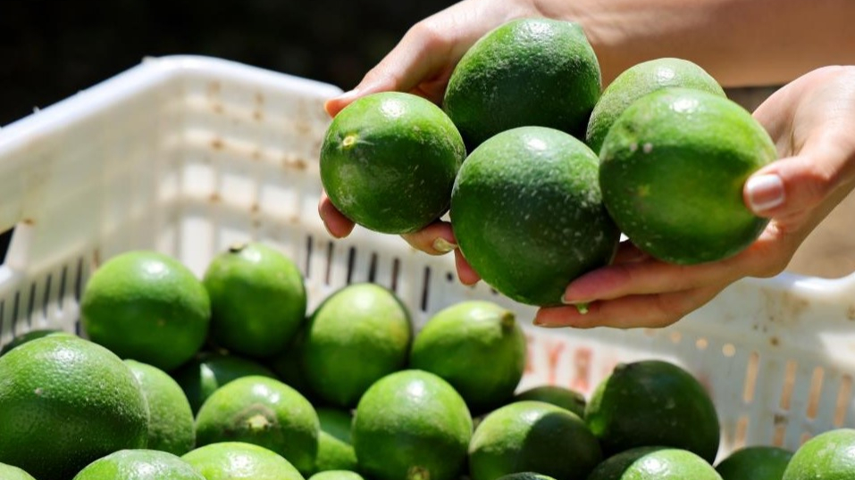 Limon İhracat Kısıtlaması Çiftçileri Zorluyor