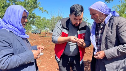 Şanlıurfa’ya Zirai Don Vurdu, Badem Bahçeleri İncelendi..