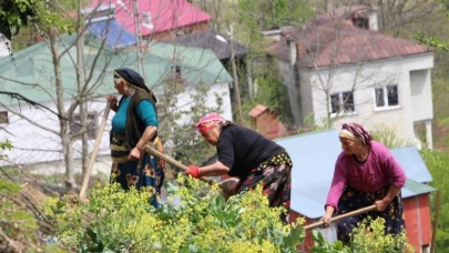 Karadeniz Kadınları Toprağa Hayat Veriyor!