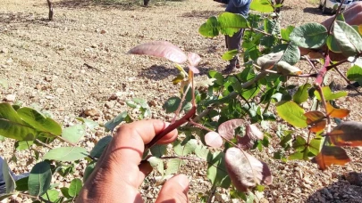 Fıstık Bitti Çiftçi Yandı! Şanlıurfa’dan Alarm Zilleri