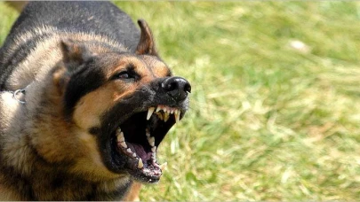 Başıboş Köpek Dehşeti Yine Can Yaktı