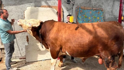 1 Tonluk Paşa! Fiyatı Dudak Uçuklattı