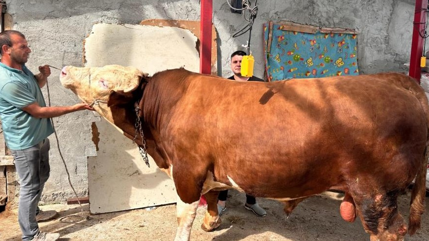 1 Tonluk Paşa! Fiyatı Dudak Uçuklattı