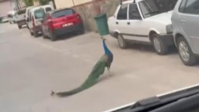 Tavus Kuşu Trafikte Ortalığı Karıştırdı!