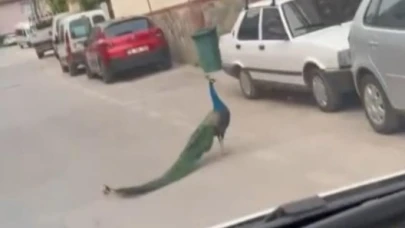 Tavus Kuşu Trafikte Ortalığı Karıştırdı!