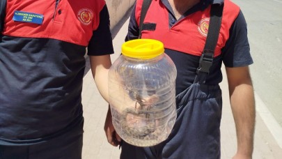 Şanlıurfa’da Mutfakta Yılan Paniği!