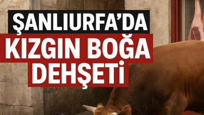 Şanlıurfa’da Kızgın Boğa Dehşeti: Kasap Ölümden Döndü