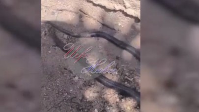 Şanlıurfa' da Evinin Bahçesine Giren Yılanı İkiye Böldü !