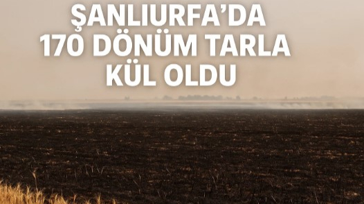 Şanlıurfa’da 170 Dönüm Tarla Kül Oldu!